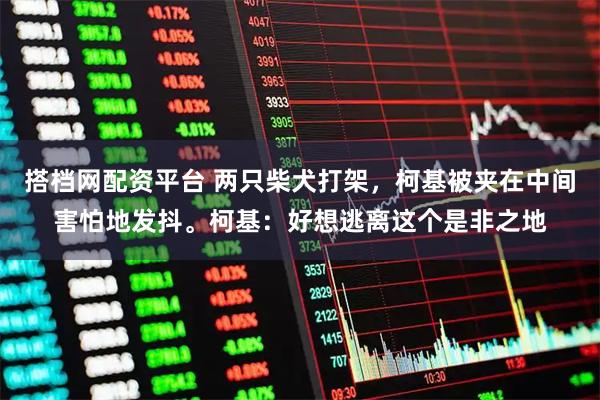 搭档网配资平台 两只柴犬打架，柯基被夹在中间害怕地发抖。柯基：好想逃离这个是非之地